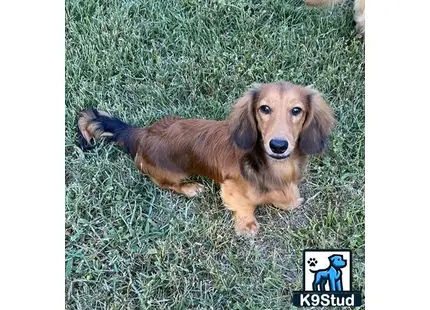 a dachshund dog lying in the grass